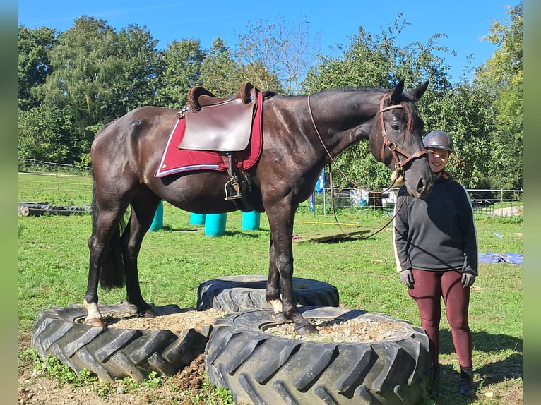 Cheval de sport allemand Jument 7 Ans 160 cm Noir in Bayerbach