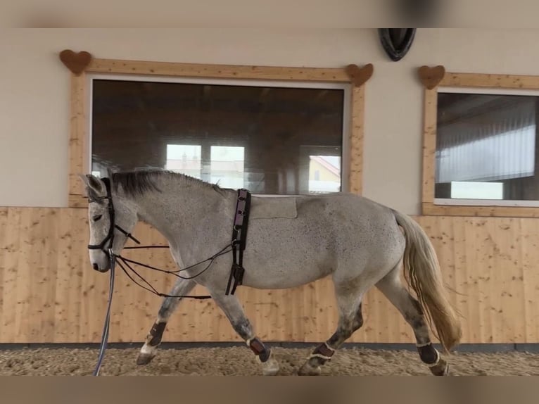 Cheval de sport allemand Jument 7 Ans 162 cm Rouan bleu in Kronau