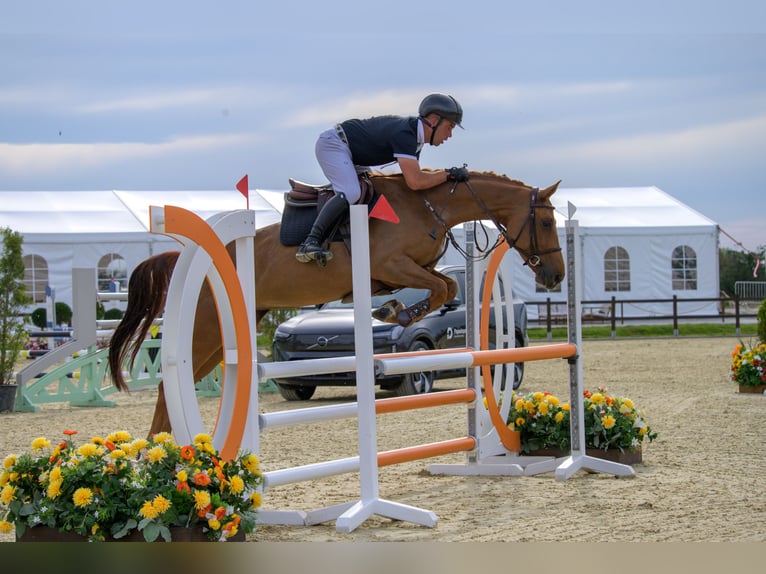 Cheval de sport allemand Jument 7 Ans 163 cm Alezan brûlé in Samorin