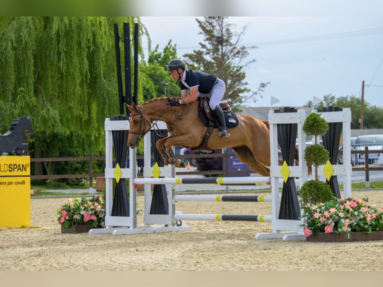 Cheval de sport allemand Jument 7 Ans 163 cm Alezan brûlé in Samorin