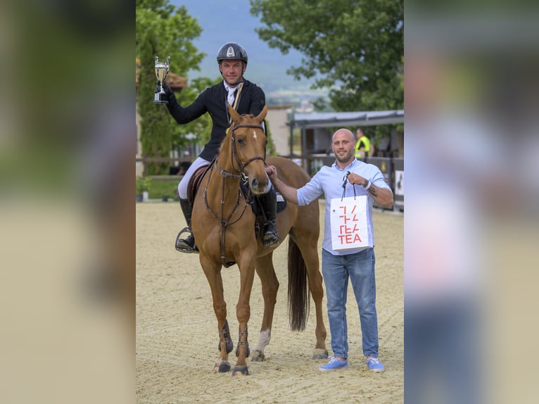 Cheval de sport allemand Jument 7 Ans 163 cm Alezan brûlé in Samorin