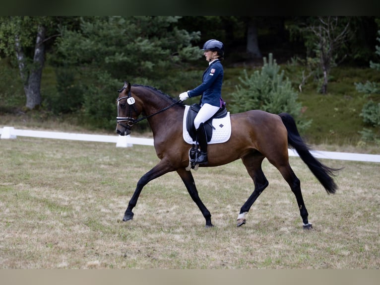 Cheval de sport allemand Jument 7 Ans 163 cm Bai brun in Bösdorf