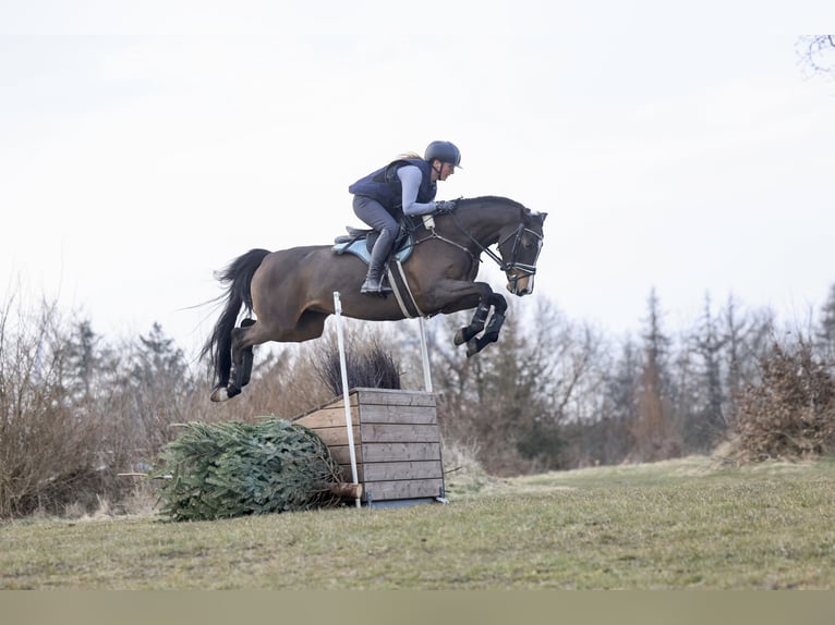 Cheval de sport allemand Jument 7 Ans 163 cm Bai brun in Bösdorf