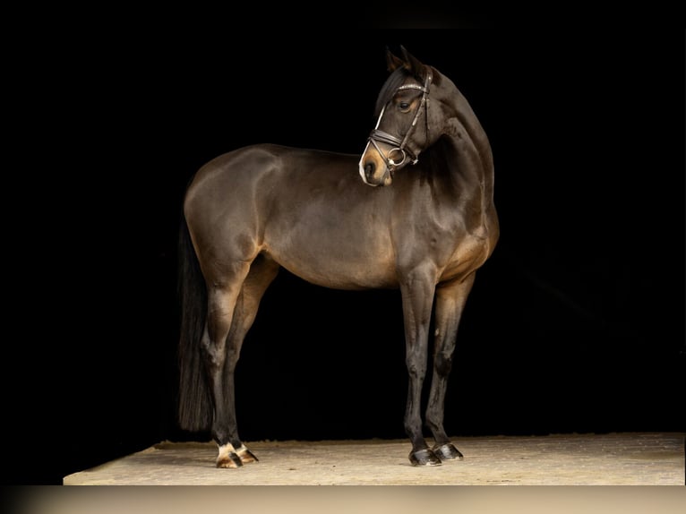 Cheval de sport allemand Jument 7 Ans 163 cm Bai brun in Bösdorf