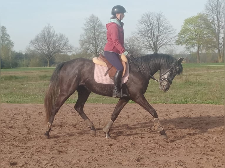 Cheval de sport allemand Jument 7 Ans 163 cm Gris in Ciężków