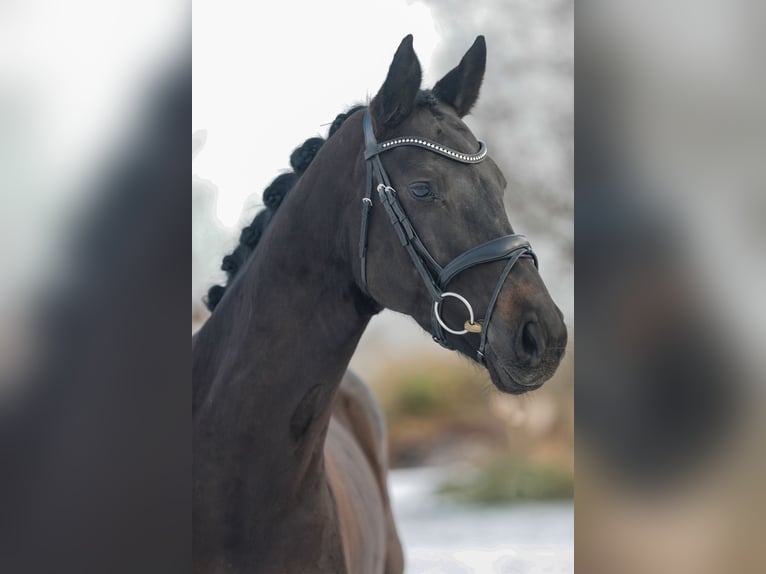 Cheval de sport allemand Jument 7 Ans 164 cm Bai brun in Salzatal
