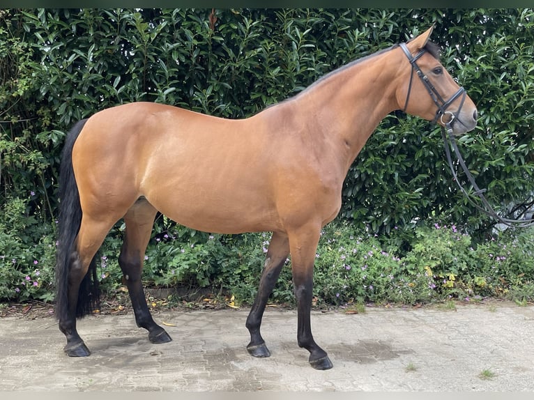 Cheval de sport allemand Jument 7 Ans 164 cm Bai in Roetgen