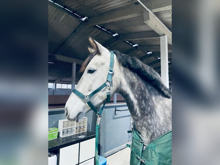 Cheval de sport allemand Jument 7 Ans 164 cm Gris noir in Frankfurt (Oder)