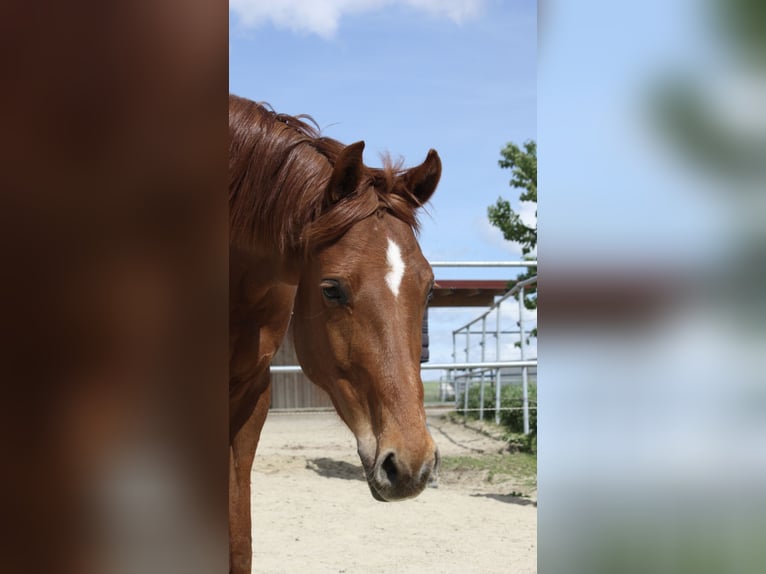 Cheval de sport allemand Jument 7 Ans 165 cm Alezan in Moorenweis