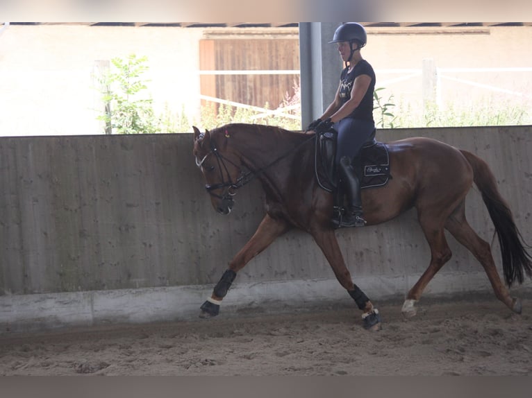 Cheval de sport allemand Jument 7 Ans 165 cm Alezan in Moorenweis