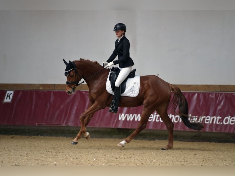 Cheval de sport allemand Jument 7 Ans 165 cm Alezan in Moorenweis