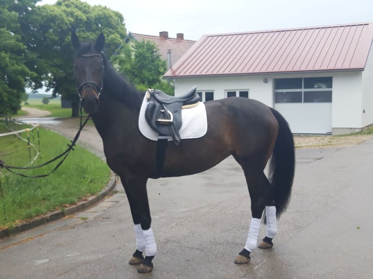 Cheval de sport allemand Jument 7 Ans 165 cm Bai brun foncé in Dietfurt an der Altmühl