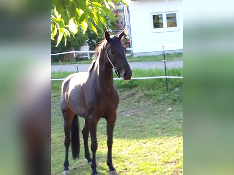 Cheval de sport allemand Jument 7 Ans 165 cm Bai brun foncé in Dietfurt an der Altmühl