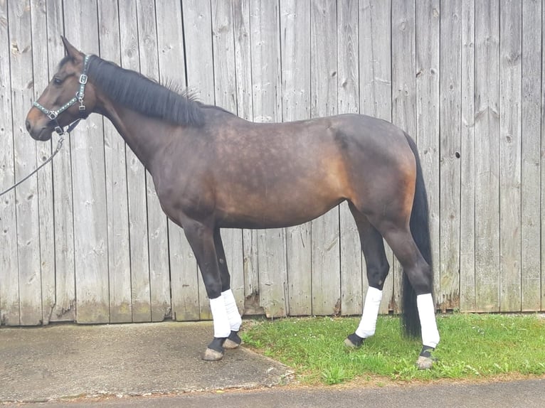 Cheval de sport allemand Jument 7 Ans 165 cm Bai brun foncé in Dietfurt an der Altmühl