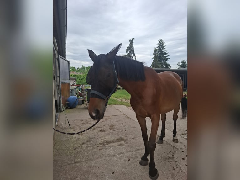 Cheval de sport allemand Jument 7 Ans 165 cm Bai in Dessau