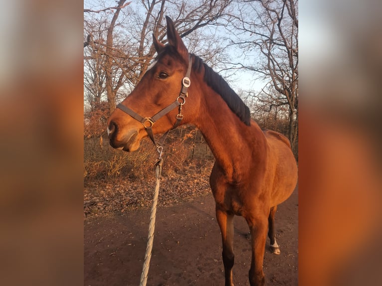 Cheval de sport allemand Jument 7 Ans 165 cm Bai in Dessau