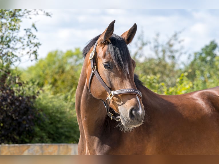 Cheval de sport allemand Jument 7 Ans 165 cm Bai in Glashütte