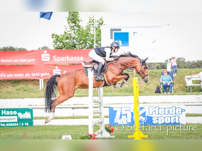 Cheval de sport allemand Jument 7 Ans 165 cm Bai in Hohenberg-Krusemark