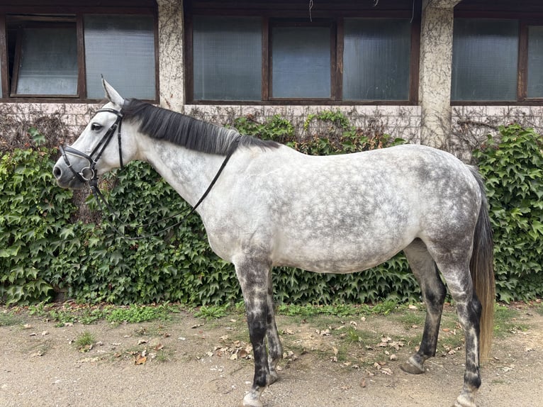 Cheval de sport allemand Jument 7 Ans 165 cm Gris in Wendelstein