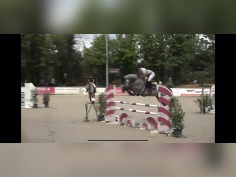 Cheval de sport allemand Jument 7 Ans 165 cm Gris pommelé in Mannheim