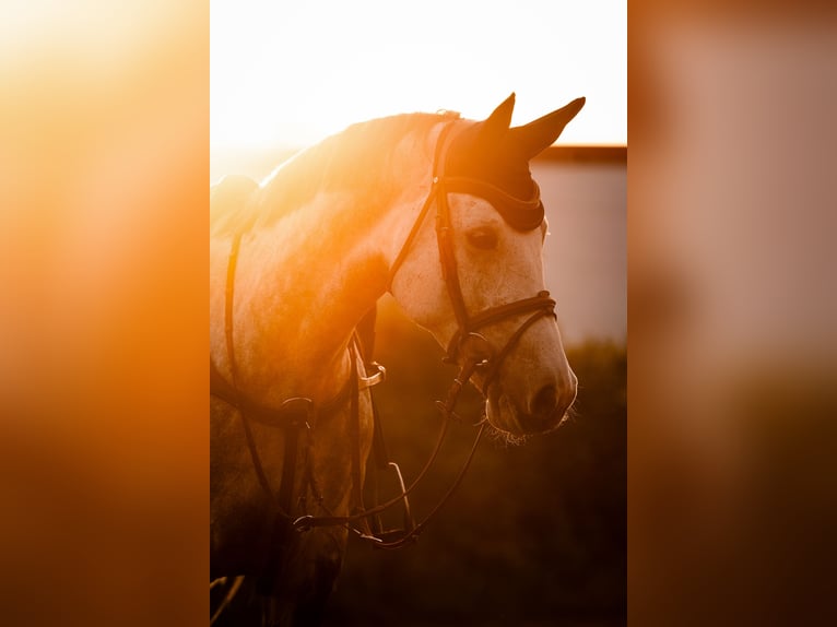 Cheval de sport allemand Jument 7 Ans 165 cm Gris pommelé in Mannheim