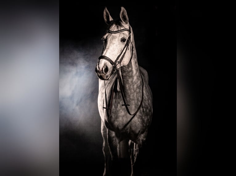 Cheval de sport allemand Jument 7 Ans 165 cm Gris pommelé in Mannheim