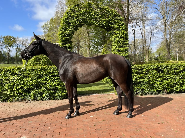Cheval de sport allemand Jument 7 Ans 165 cm Noir in Friesoythe