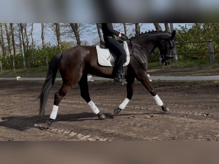Cheval de sport allemand Jument 7 Ans 165 cm Noir in Friesoythe