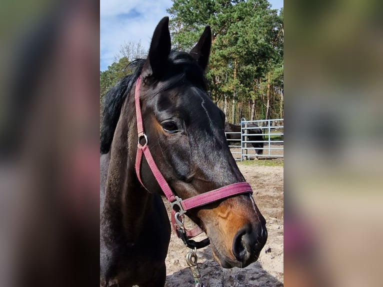 Cheval de sport allemand Jument 7 Ans 166 cm Bai brun foncé in Kummersdorf