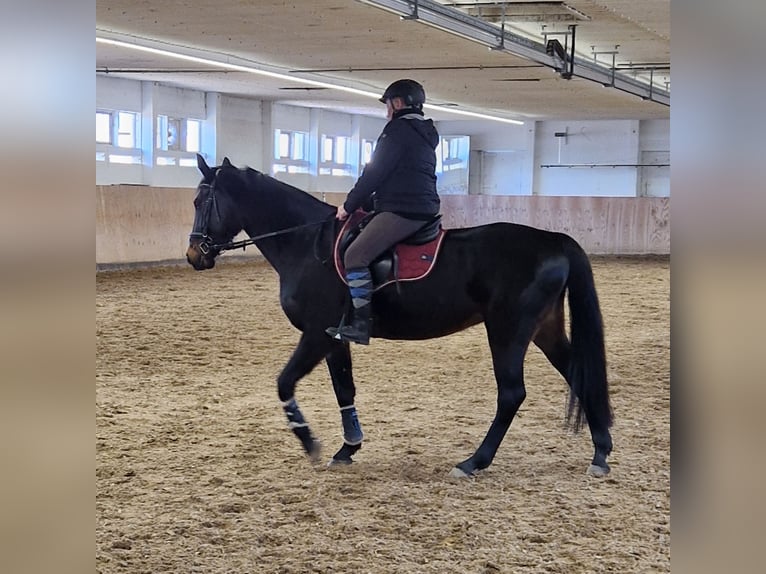 Cheval de sport allemand Jument 7 Ans 166 cm Bai brun foncé in Kummersdorf