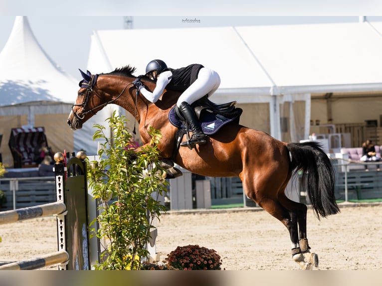 Cheval de sport allemand Jument 7 Ans 166 cm Bai in Helmstedt