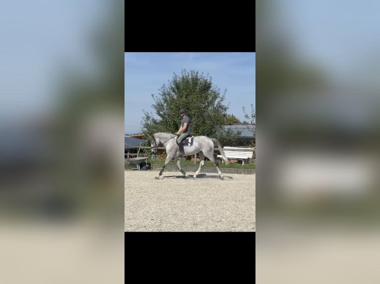 Cheval de sport allemand Jument 7 Ans 166 cm Gris moucheté in Efringen-Kirchen