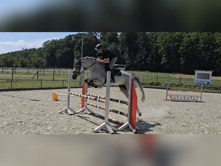 Cheval de sport allemand Jument 7 Ans 166 cm Gris moucheté in Efringen-Kirchen
