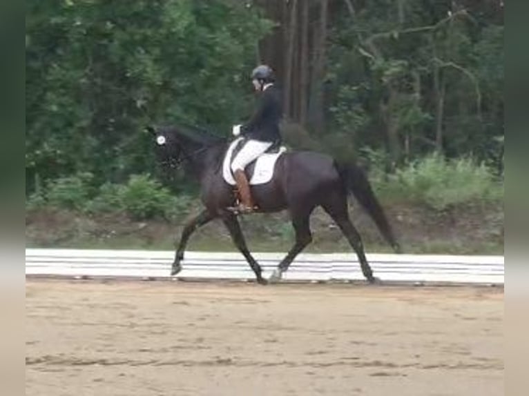 Cheval de sport allemand Jument 7 Ans 166 cm Noir in Potsdam