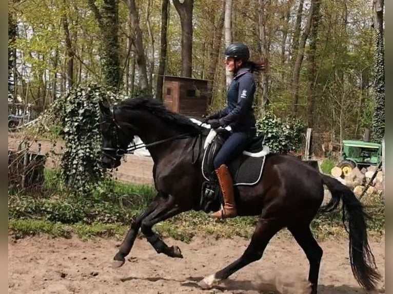 Cheval de sport allemand Jument 7 Ans 166 cm Noir in Potsdam