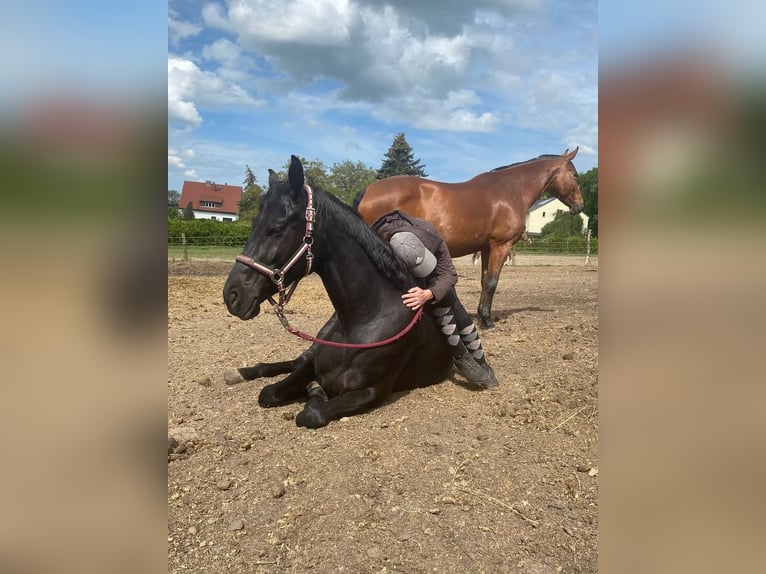 Cheval de sport allemand Jument 7 Ans 166 cm Noir in Potsdam