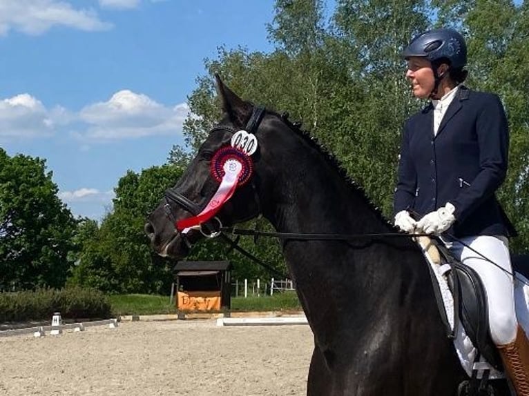 Cheval de sport allemand Jument 7 Ans 166 cm Noir in Potsdam