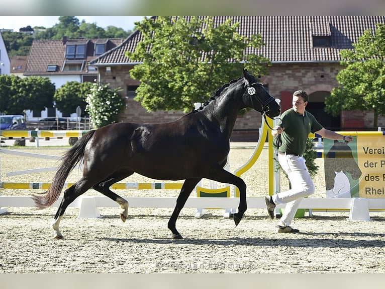 Cheval de sport allemand Jument 7 Ans 166 cm Noir in Standenbühl