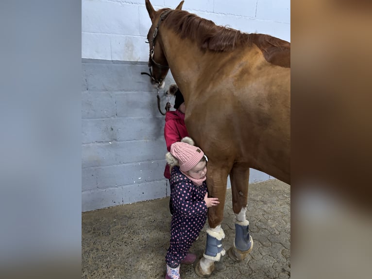 Cheval de sport allemand Jument 7 Ans 167 cm Alezan in Diez