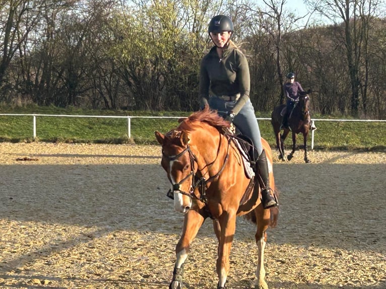 Cheval de sport allemand Jument 7 Ans 167 cm Alezan in Diez