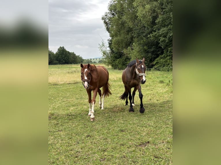 Cheval de sport allemand Jument 7 Ans 167 cm Alezan in Diez