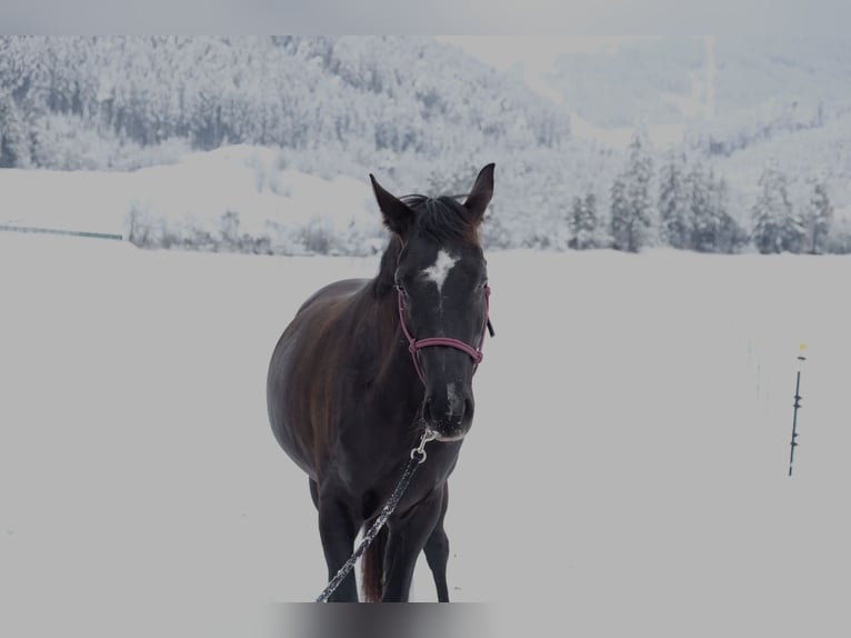 Cheval de sport allemand Jument 7 Ans 167 cm Bai brun foncé in Unterperfuss
