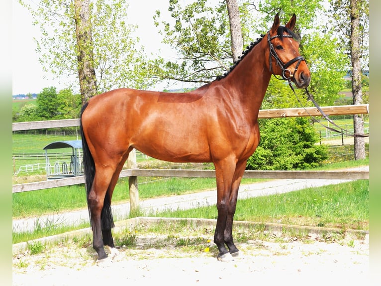 Cheval de sport allemand Jument 7 Ans 167 cm Bai in Bad Dürrheim