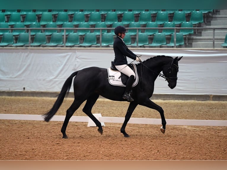 Cheval de sport allemand Jument 7 Ans 167 cm Noir in G&#xFC;glingen