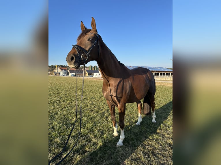 Cheval de sport allemand Jument 7 Ans 168 cm Alezan brûlé in Wilhermsdorf