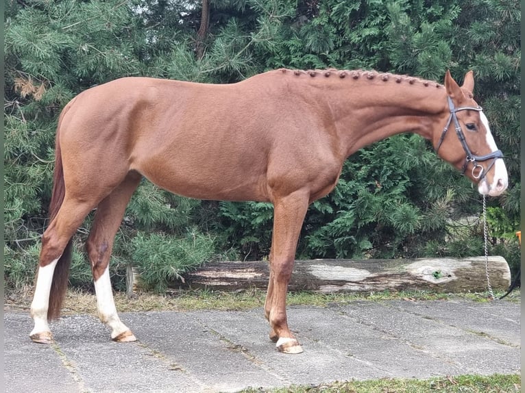 Cheval de sport allemand Jument 7 Ans 168 cm Alezan in Leipzig