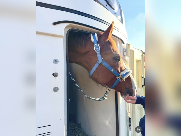 Cheval de sport allemand Jument 7 Ans 168 cm Alezan in Leipzig