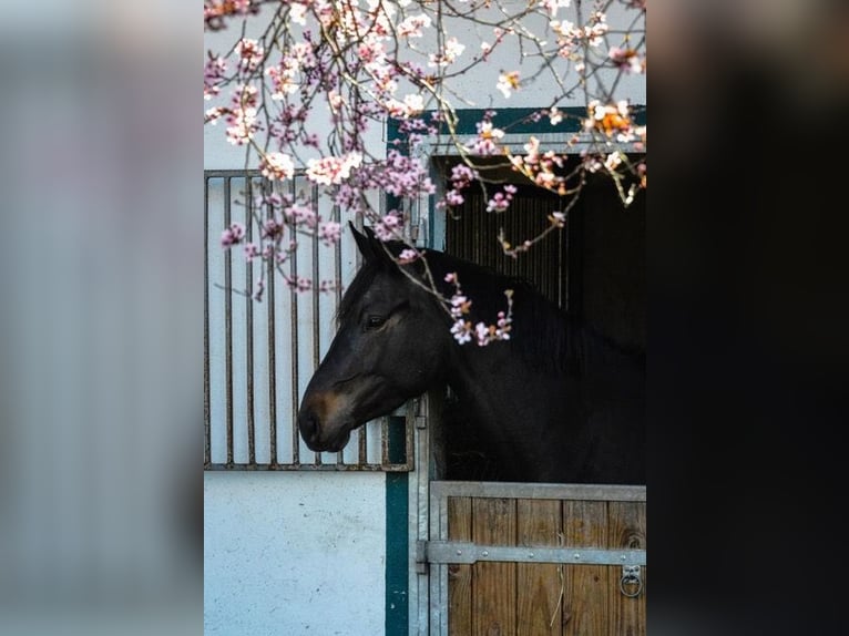 Cheval de sport allemand Jument 7 Ans 168 cm Bai brun in Gro&#xDF;beeren