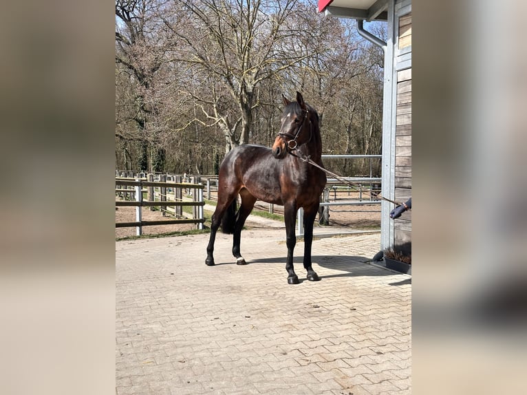 Cheval de sport allemand Jument 7 Ans 168 cm Bai in Leipzig