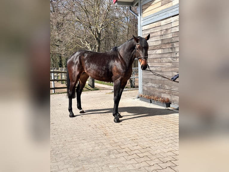 Cheval de sport allemand Jument 7 Ans 168 cm Bai in Leipzig